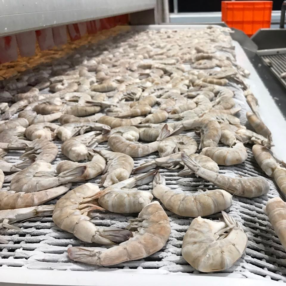 Frozen White Shrimp/Vannamei White Shrimps PD