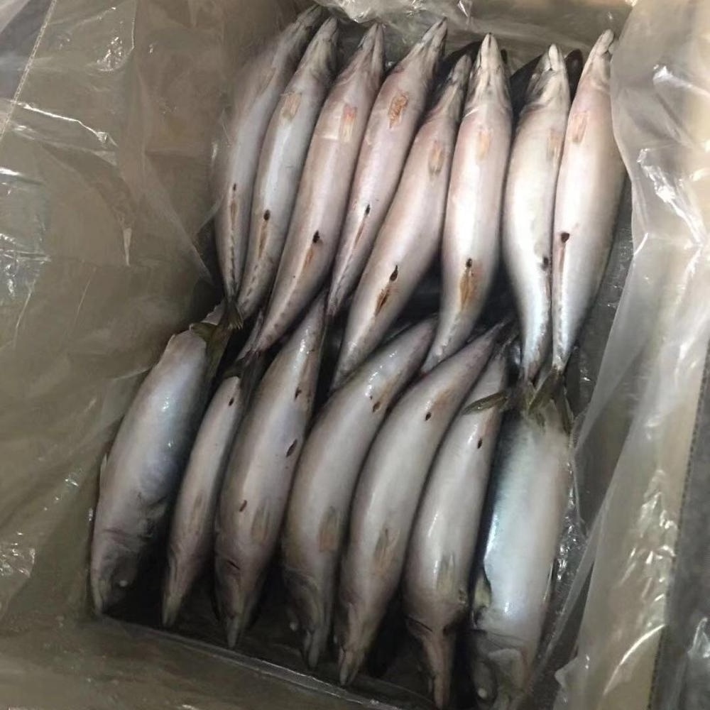 Frozen Fish Mackerel frozen mackerel prices frozen pacific mackerel