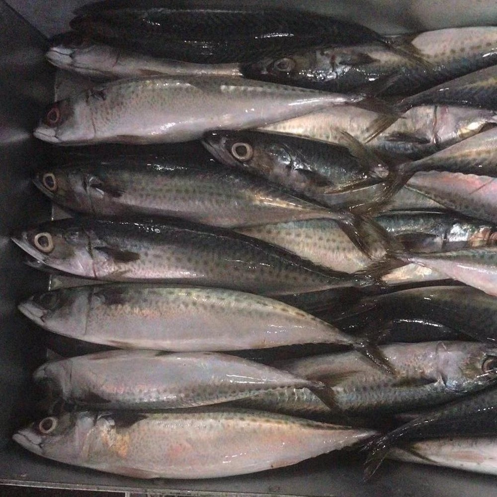 Frozen Fish Mackerel frozen mackerel prices frozen pacific mackerel