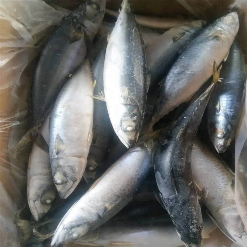 Frozen Fish Mackerel frozen mackerel prices frozen pacific mackerel