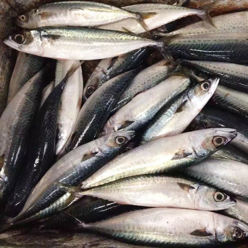 Frozen Fish Mackerel frozen mackerel prices frozen pacific mackerel