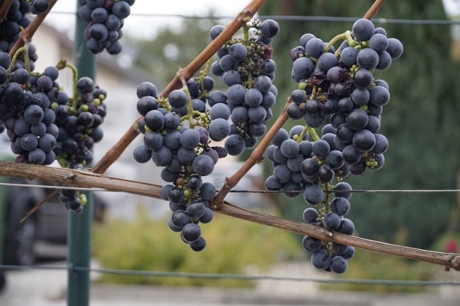 Chinese new crop dried  black raisin sultana currant dry grapes