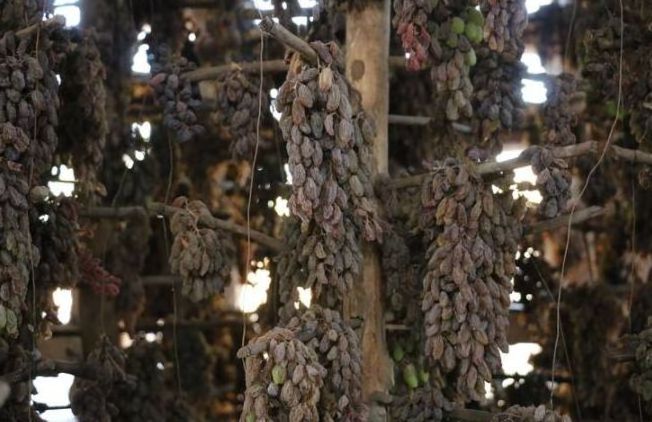 Chinese new crop dried  black raisin sultana currant dry grapes