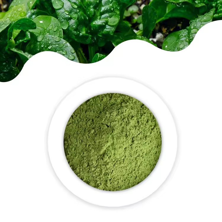 Natural Spinach Extract  Wholesale Bulk Organic Green Food No Additives High Quality Vegetable Spinach Powder