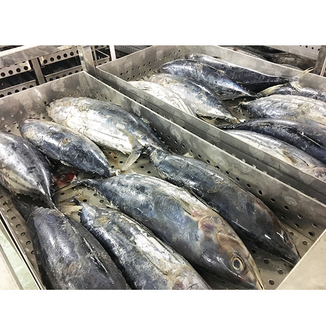 Fresh+Seafood Frozen Tuna Bonito Skipjack Fish Sale