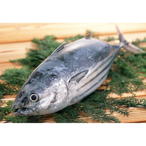 Seafood Product Fresh Skipjack Tuna Frozen Fish