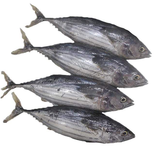 Seafood Product Fresh Skipjack Tuna Frozen Fish