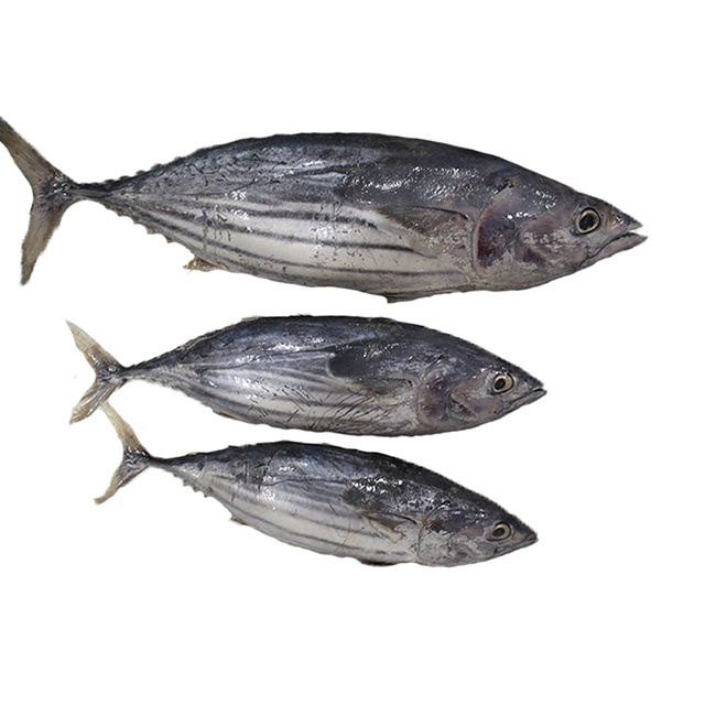 Seafood Product Fresh Skipjack Tuna Frozen Fish