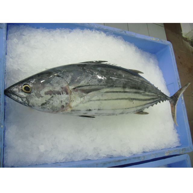 Seafood Product Fresh Skipjack Tuna Frozen Fish