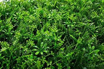 Vine and Fern Greenery Panels Artificial Grass Privacy Ivy Fence Mixed Plastic Eco-friendly Artificial Green Wall Decoration