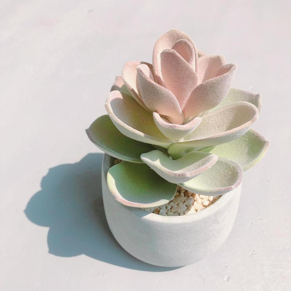 Classic homedecor plants 3 in 1 set realistic mini artificial succulent with pot for wholesale