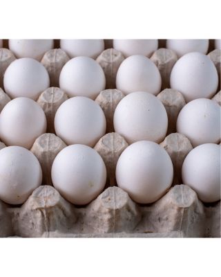 Chicken Fertilized Broiler Eggs