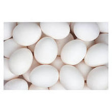 Chicken Fertilized Broiler Eggs