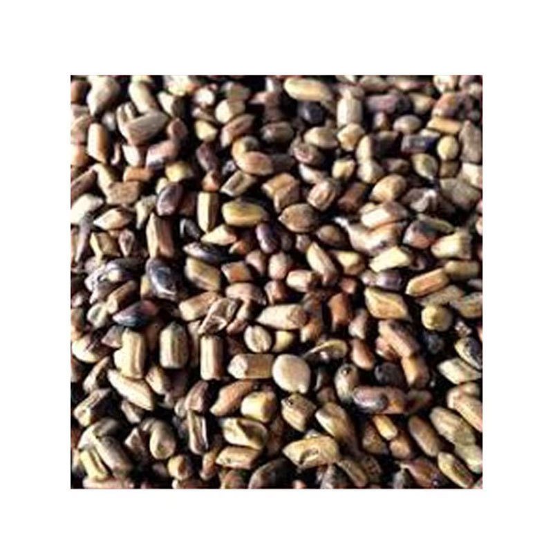 Best Quality Cassia Tora Seeds 100% Natural Dried Cassia Tora Seeds Available At Wholesale Price