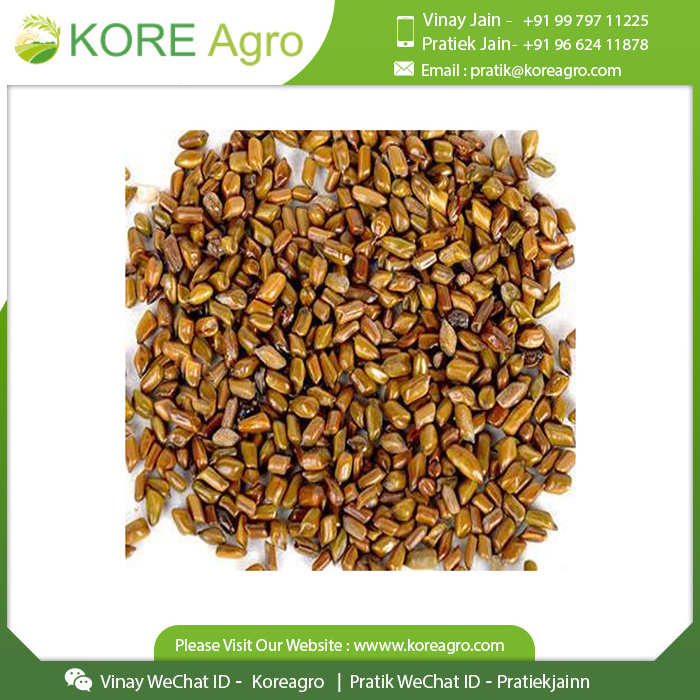 100% Natural Pure & Clean Optimum Quality Cassia Tora Seeds Manufacturer And International Supplier