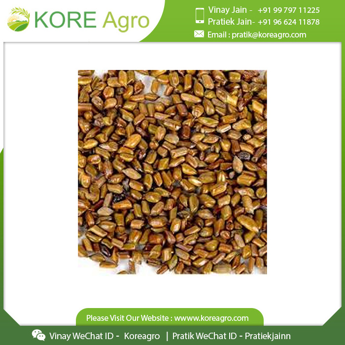 100% Natural Pure & Clean Optimum Quality Cassia Tora Seeds Manufacturer And International Supplier