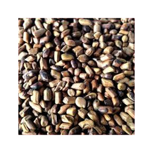 100% Natural Pure & Clean Optimum Quality Cassia Tora Seeds Manufacturer And International Supplier