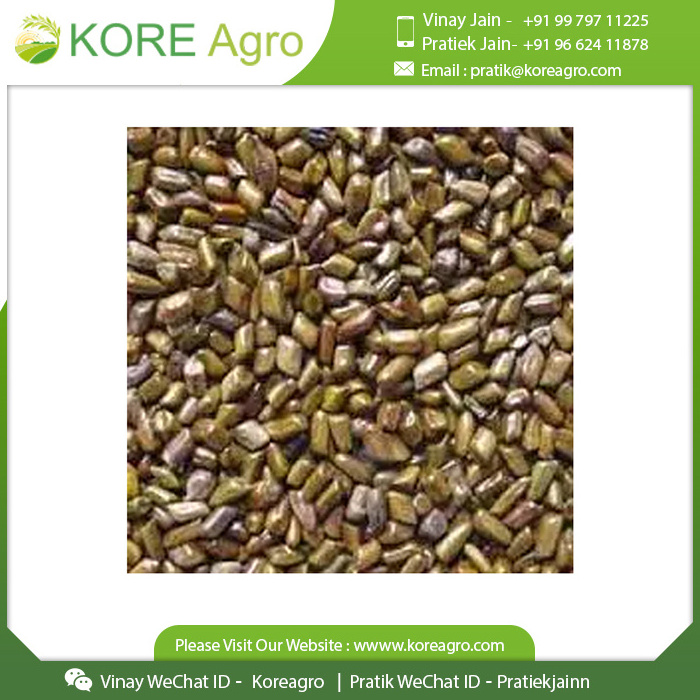 100% Natural Pure & Clean Optimum Quality Cassia Tora Seeds Manufacturer And International Supplier