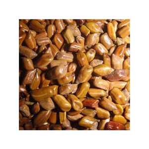 Best Quality Cassia Tora Seeds 100% Natural Dried Cassia Tora Seeds Available At Wholesale Price