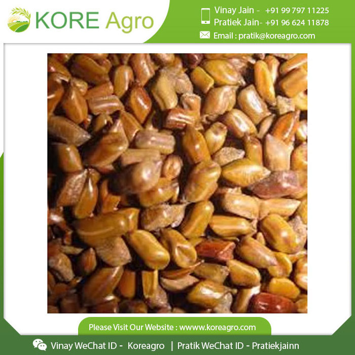 Best Quality Cassia Tora Seeds 100% Natural Dried Cassia Tora Seeds Available At Wholesale Price