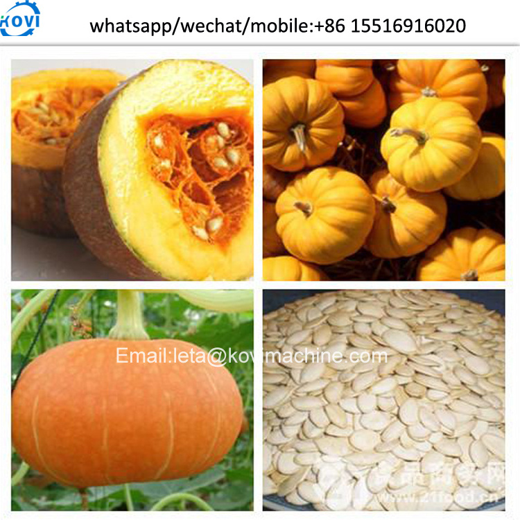 pumpkin seeds processing machine pumpkin seeds harvesting combine Watermelon seed removal machine