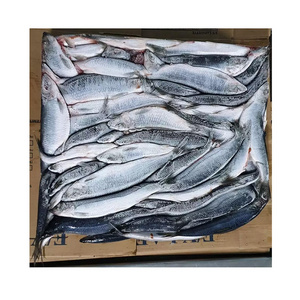 Frozen Pacific Herring High quality with roe