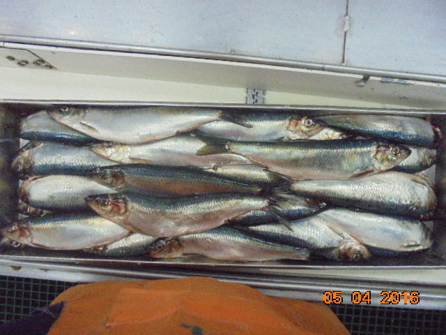 Frozen Pacific Herring High quality with roe