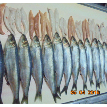 Frozen Pacific Herring High quality with roe