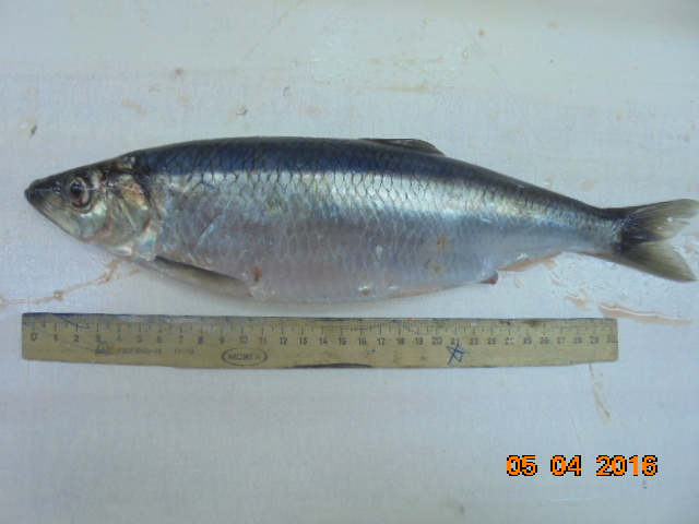 Frozen Pacific Herring High quality with roe