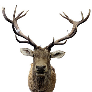 American Europe Home Party Luxury Decoration Simulation Animal Deer Head Specimen Wall Hanging Decoration