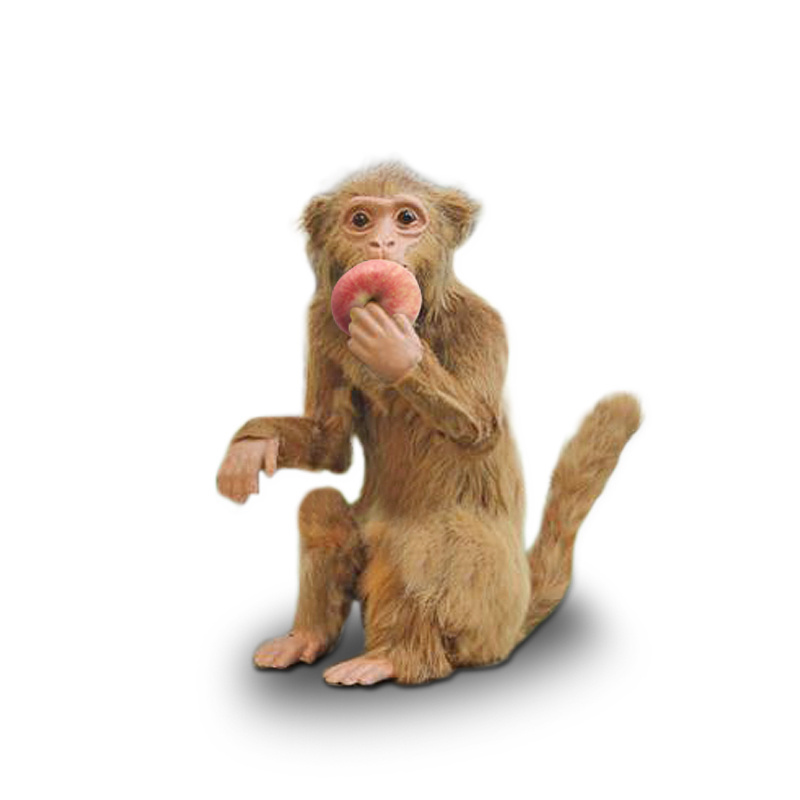 2022 New Simulation Monkey Model Specimen Display Layout Props Professional Production Animal Doll Crafts Realistic Monkey