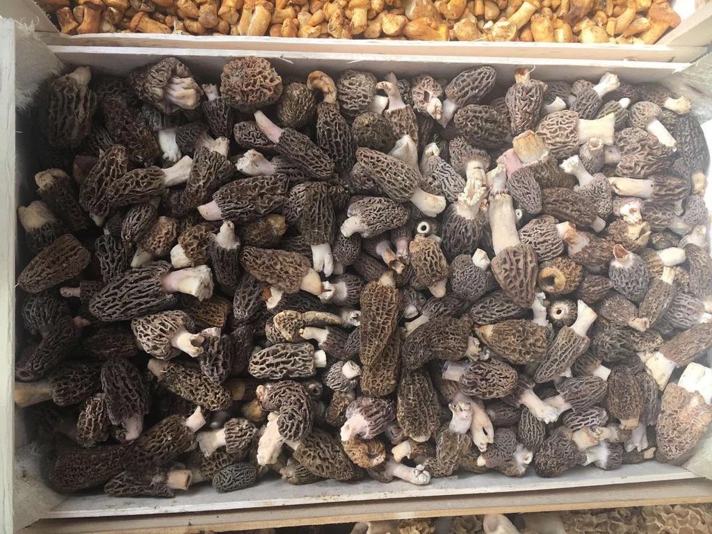 Hot Selling 100% High Quality Organic Natural Brown Mushrooms for Cooking from Mushroom Exporters