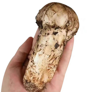 export dried/frozen/fresh matsutake pine mushroom with wholesale price