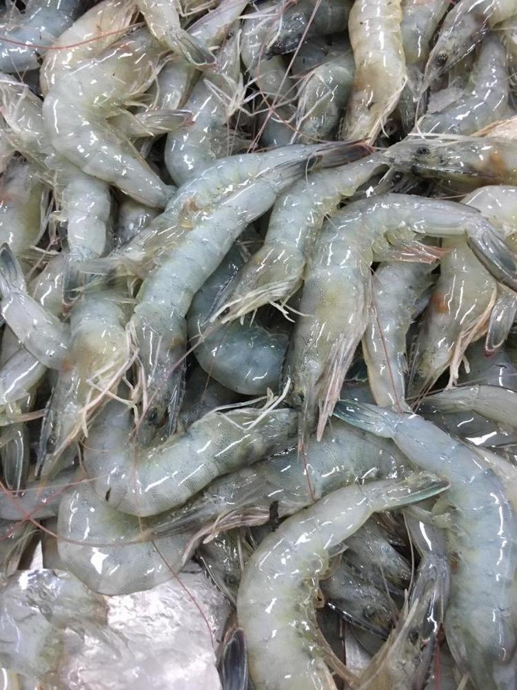 frozen vannamei shrimp wholesale and seafood - frozen prawns export to USA, EU market