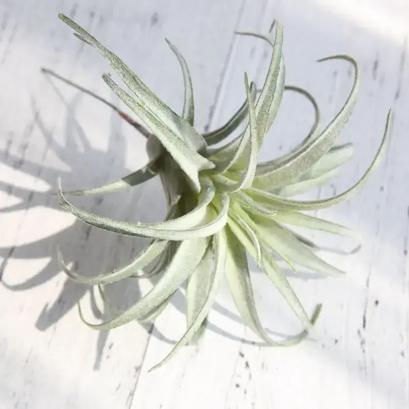 popular new faux plants  air plant stems for floral arrangement artificial succulents unpotted  decoration plant