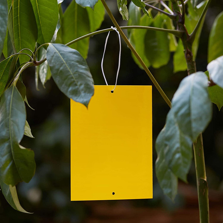 Garden Orchard Flying Control Hanging Insect Fruit Fly Yellow Sticky Traps