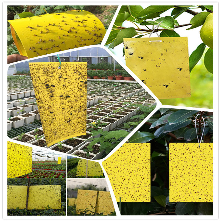 Garden Orchard Flying Control Hanging Insect Fruit Fly Yellow Sticky Traps