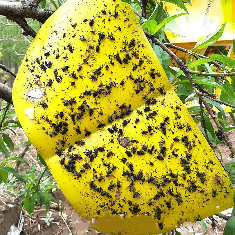 Wholesale Customized Printing Paper Best Pheromone Yellow Insect Fruit Fly Sticky Glue Traps