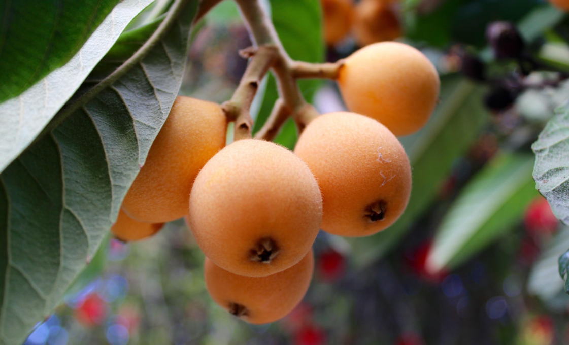 KWS Healthy canned fruits canned loquat in syrup