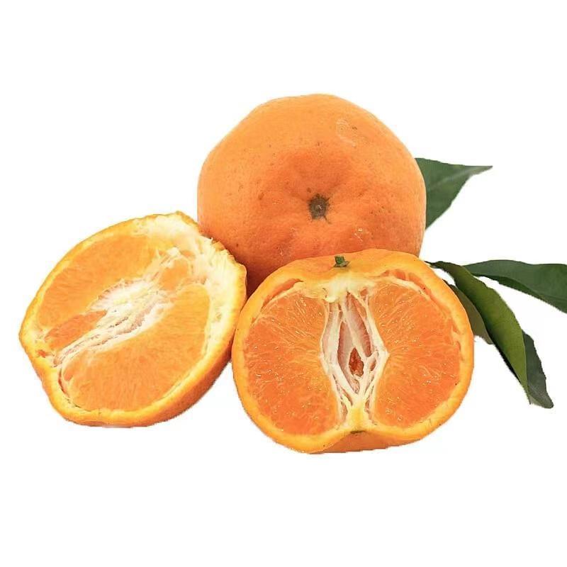 KWS Custom packing logo Delicious Sweet Fresh Citrus Fruit Valencia Orange