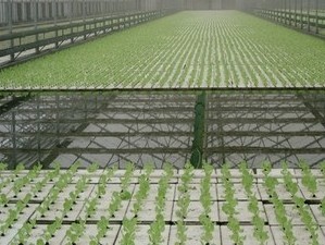 used greenhouse benches for sale high qualified Greenhouse Seeding Nursery Bed