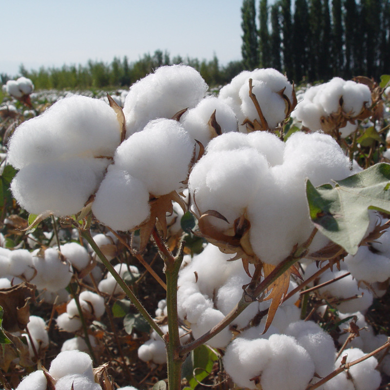 Wholesales Cotton Exporter 100% Pure Organic Raw Cotton Cheap Price