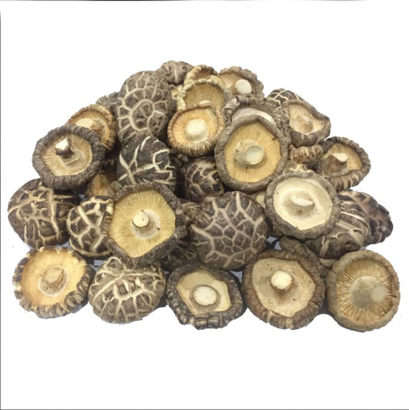 Cheap price High Quality Dried Shiitake Mushrooms best safe from Viet Nam