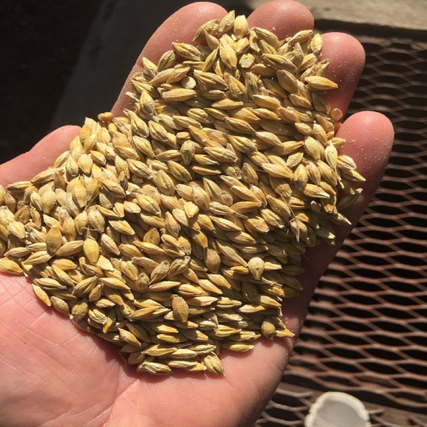 Feed Barley grain / Barley Malt grain / Hulled Barley Cheap Price