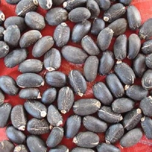 Factory Supply Jatropha Seeds /100% Dried Natural Jatropha Seeds For Sale low Price