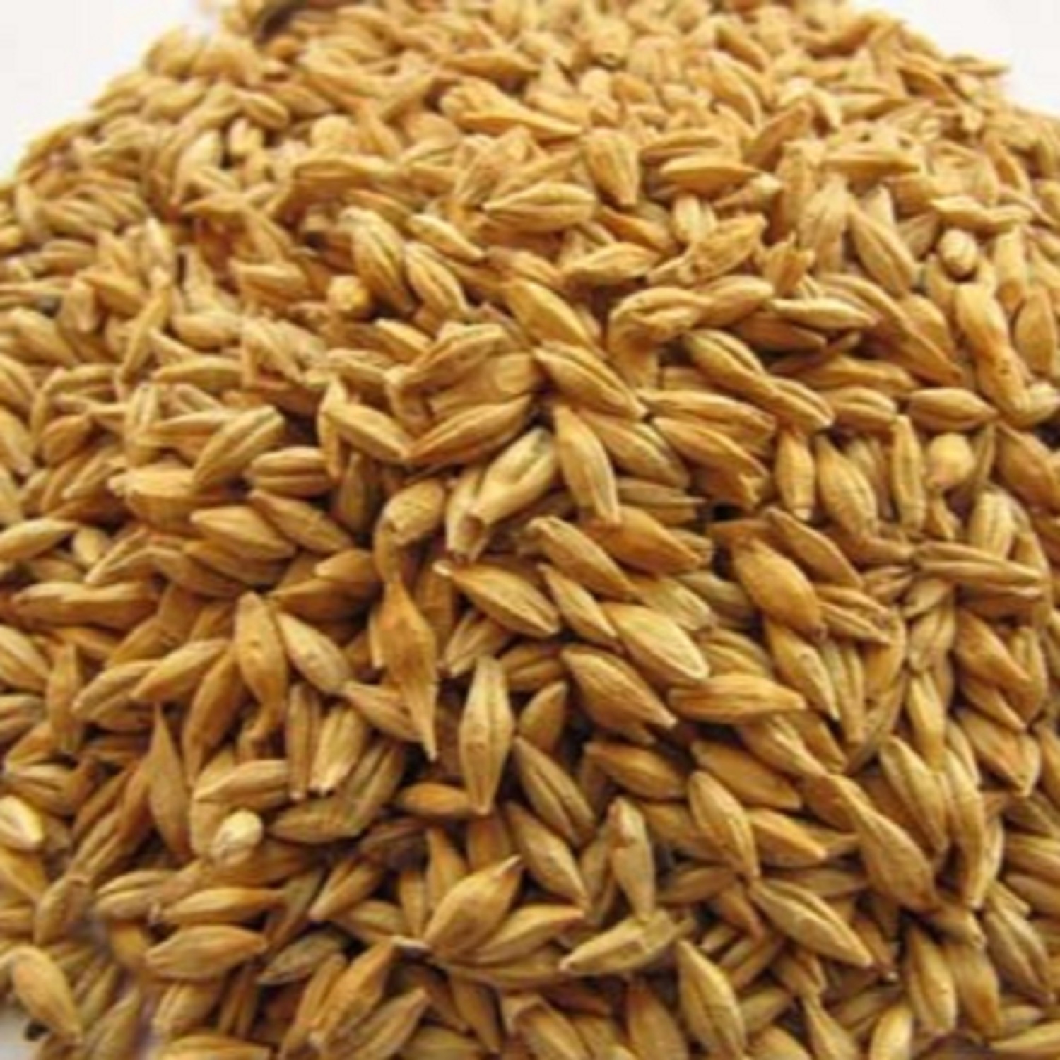 100% Malt Barley, Hulled Barley, Pearl Barley For Sal Animal Feed and Human/ Barley Malt China