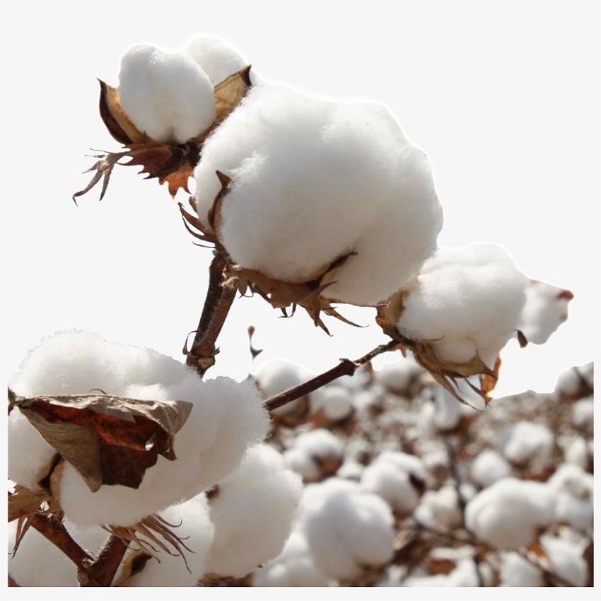 Wholesales Cotton Exporter 100% Pure Organic Raw Cotton Cheap Price