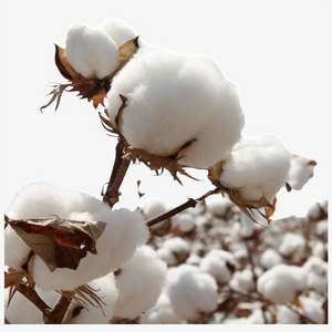 Wholesales Cotton Exporter 100% Pure Organic Raw Cotton Cheap Price