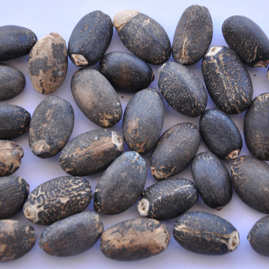 Factory Supply Jatropha Seeds /100% Dried Natural Jatropha Seeds For Sale low Price