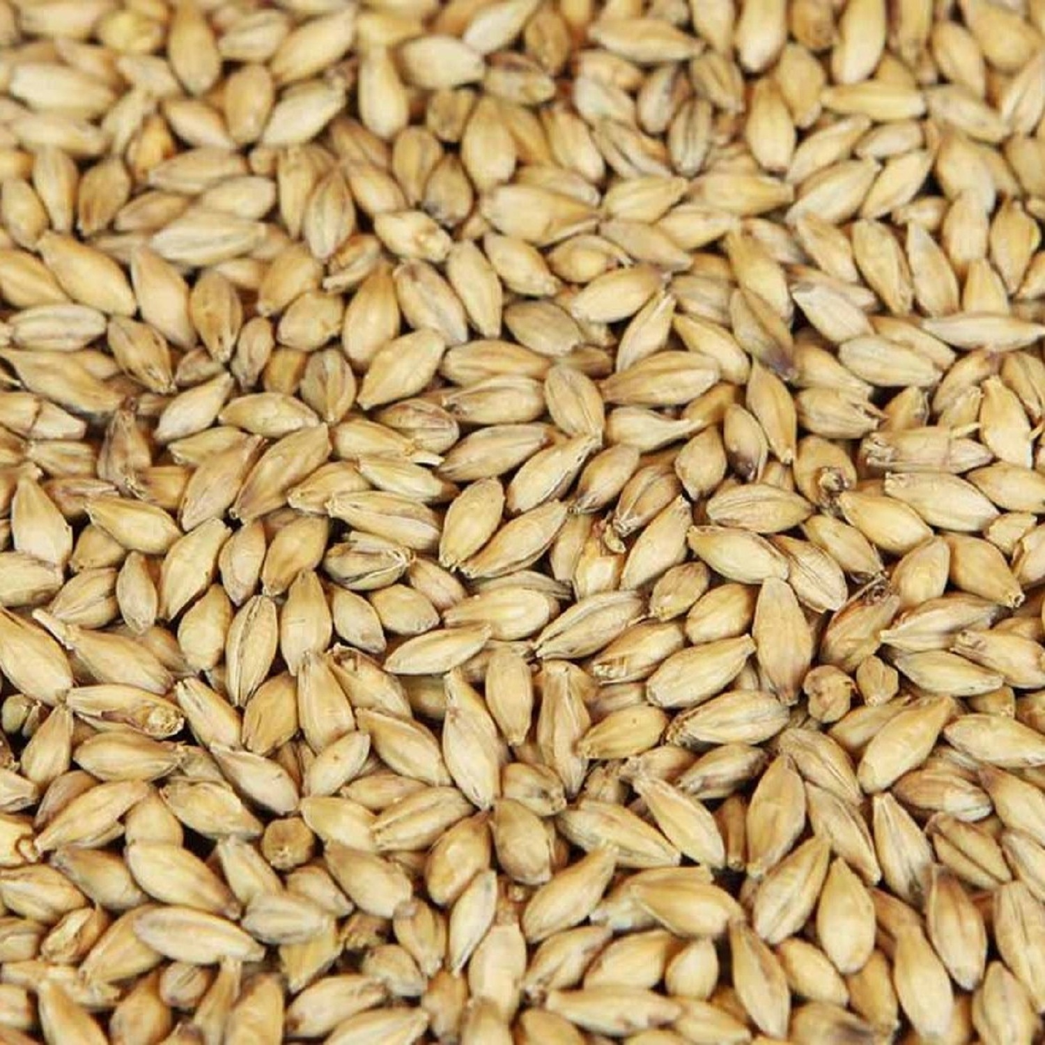 Feed Barley grain / Barley Malt grain / Hulled Barley Cheap Price